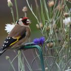 Besuch im Garten