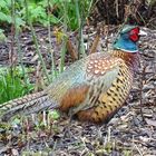 Besuch im Garten