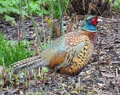 Besuch im Garten