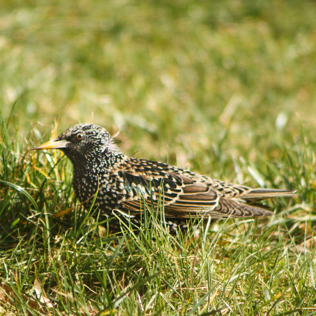 Besuch im Garten