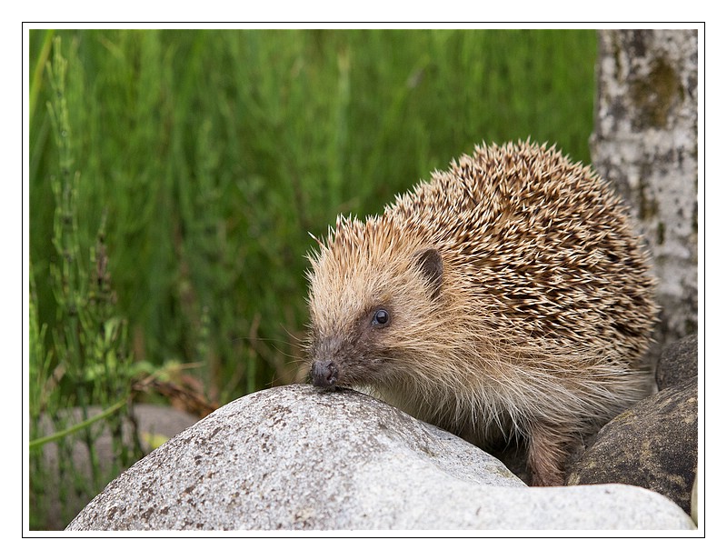 Besuch im Garten