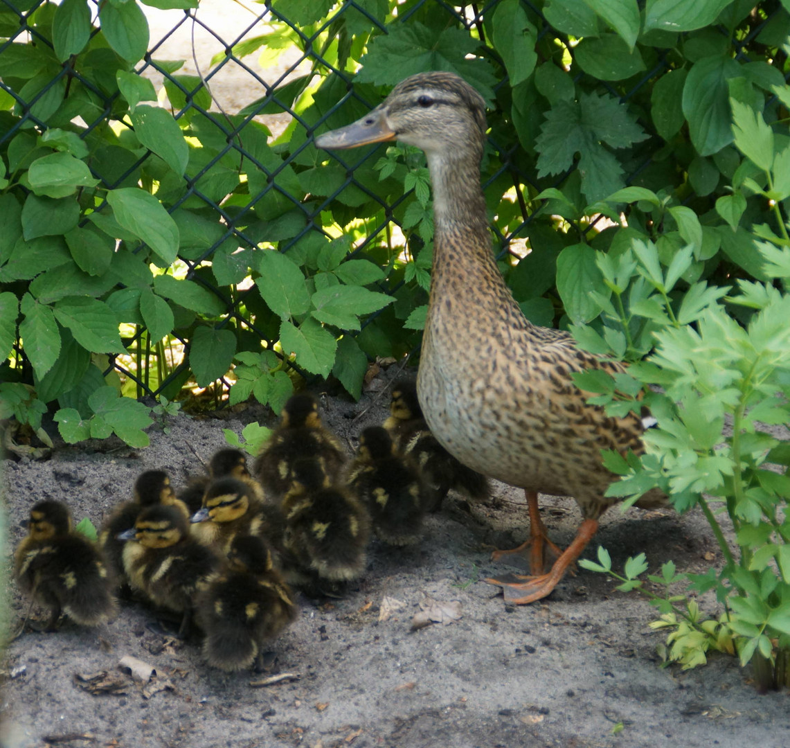 Besuch im Garten