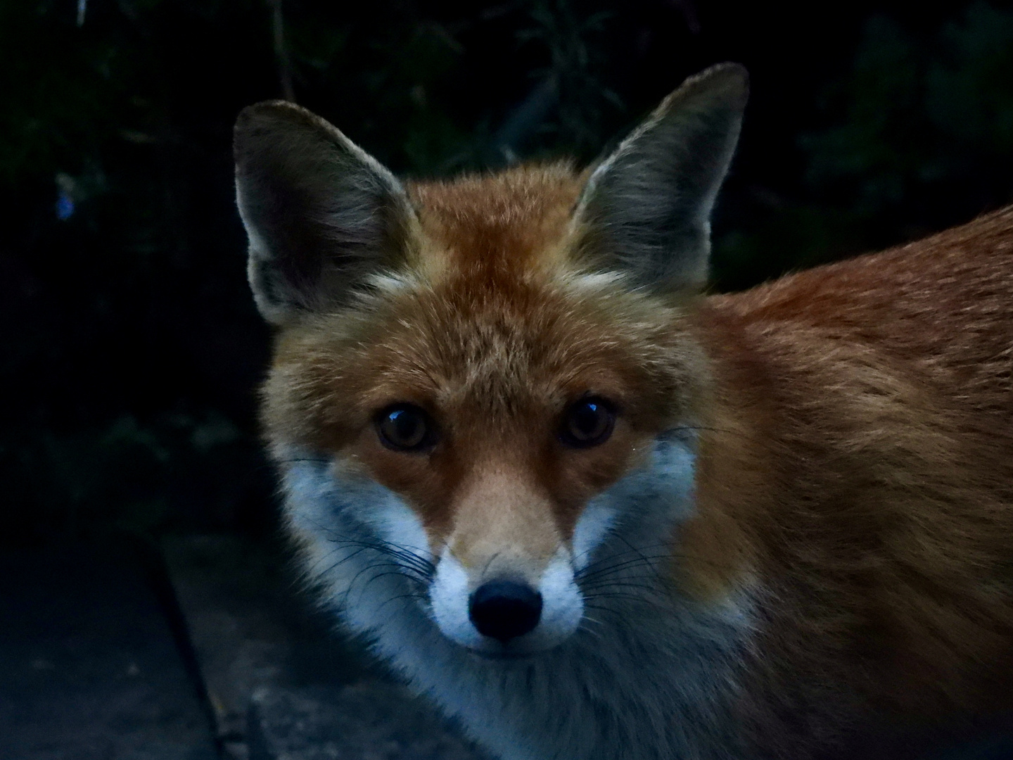 Besuch im Garten