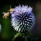 Besuch im Garten