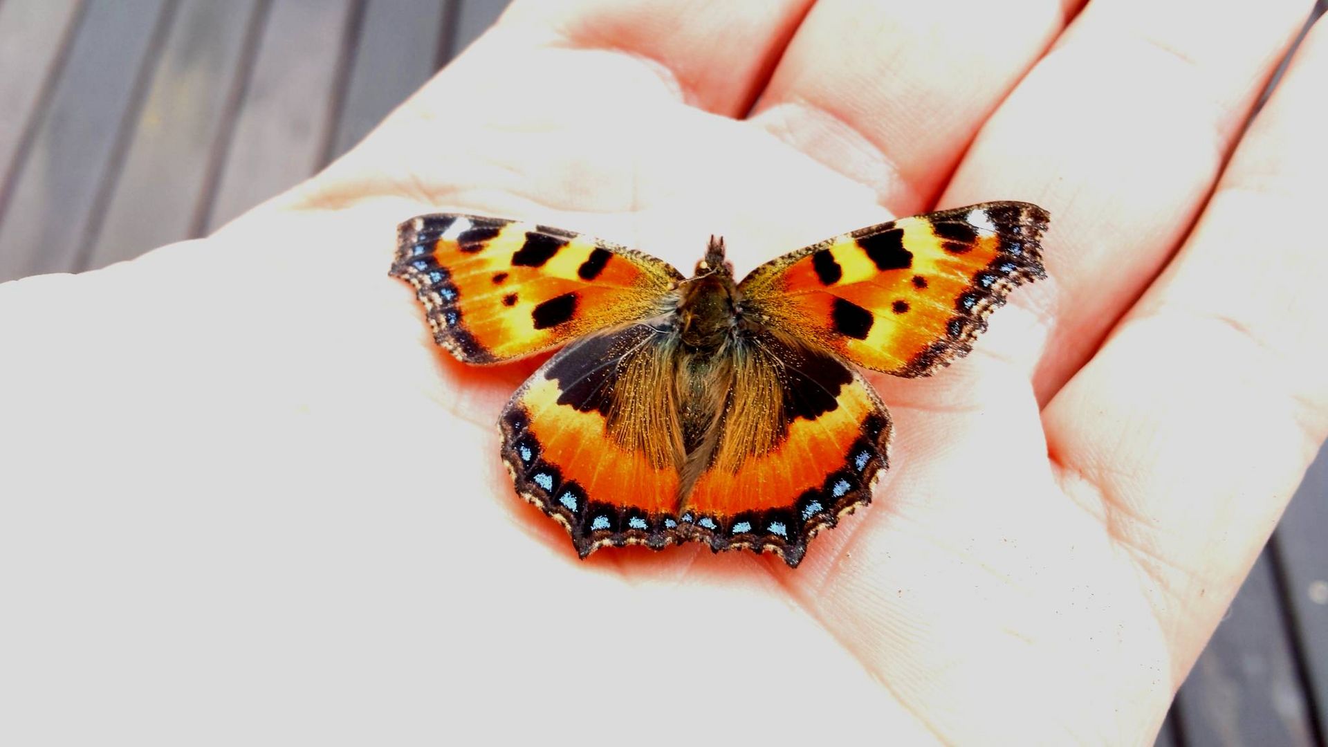 Besuch im Garten