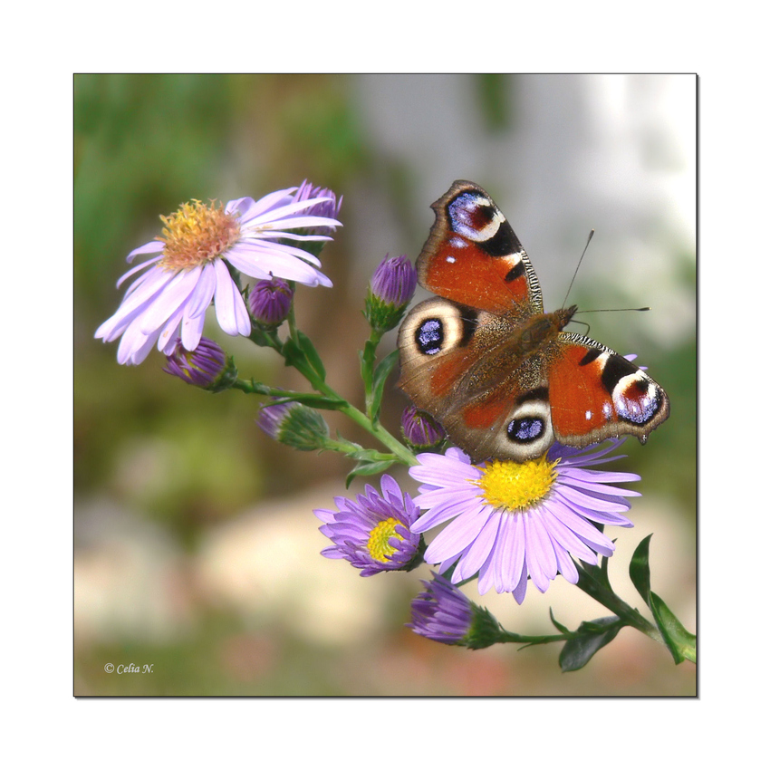 Besuch im Garten Foto & Bild tiere, wildlife, schmetterlinge Bilder