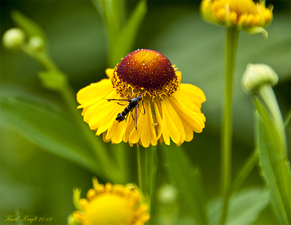 Besuch im Garten