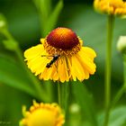 Besuch im Garten