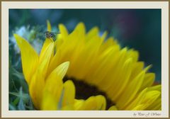 Besuch im Garten