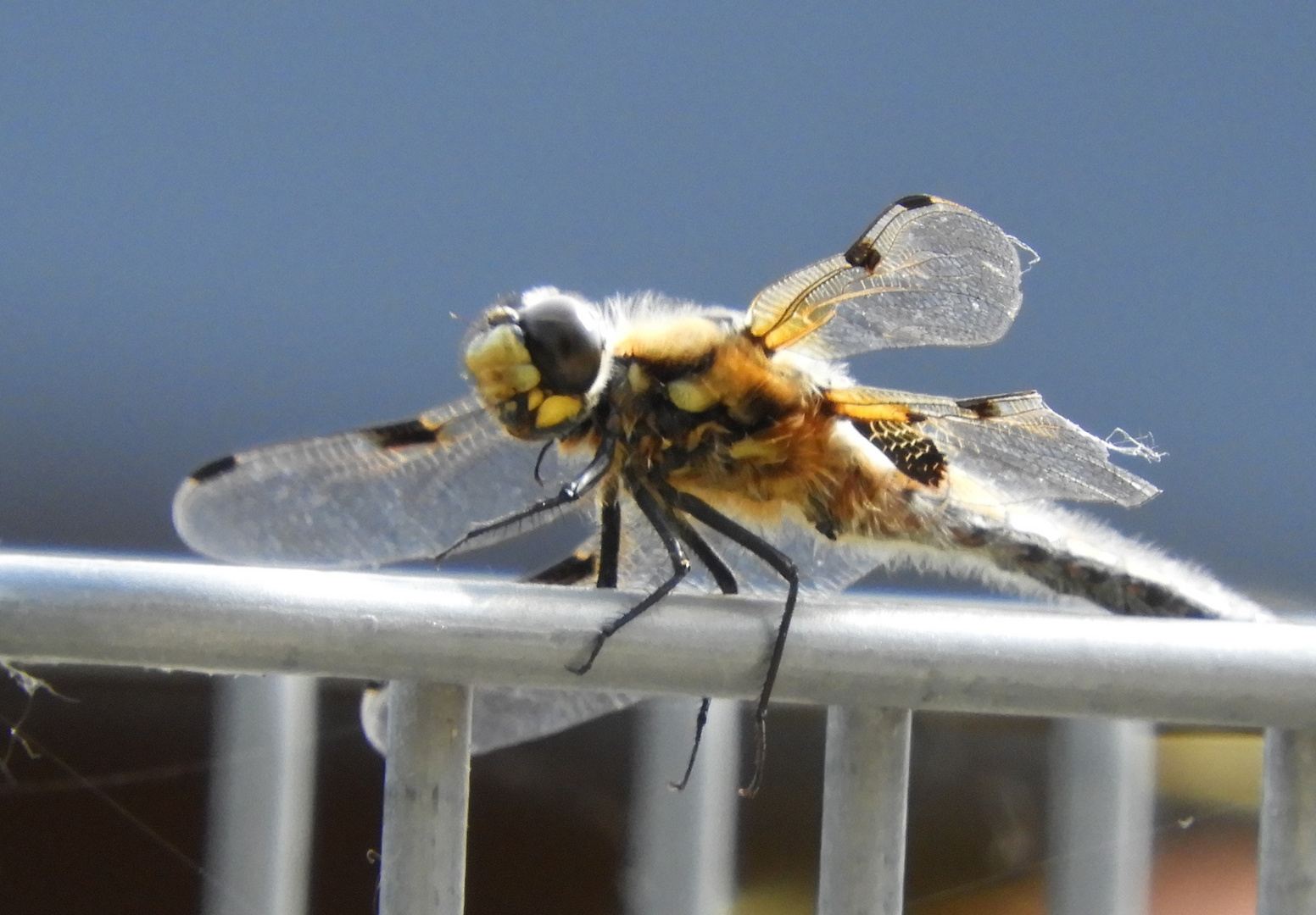 Besuch im Garten