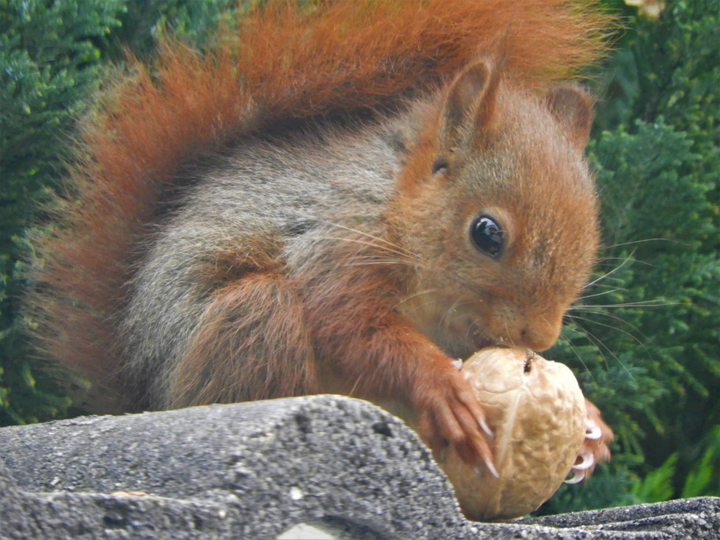 Besuch im Garten