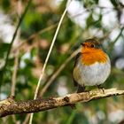 Besuch im Garten