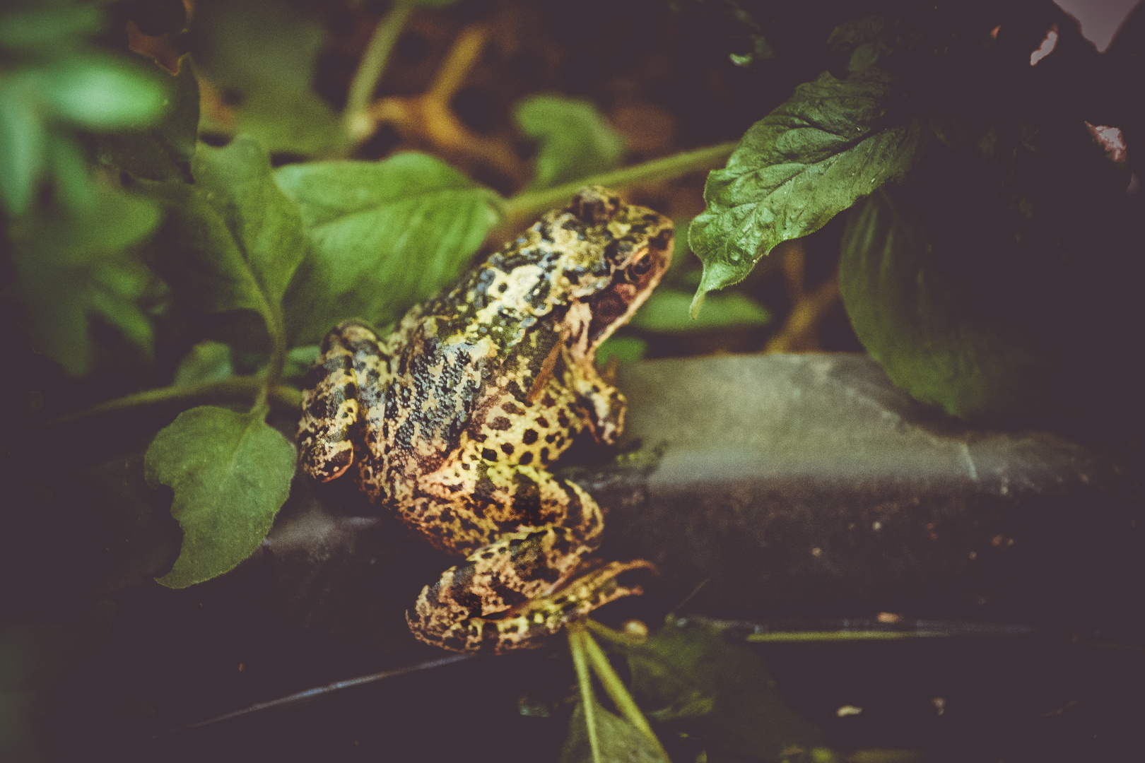 Besuch im Garten