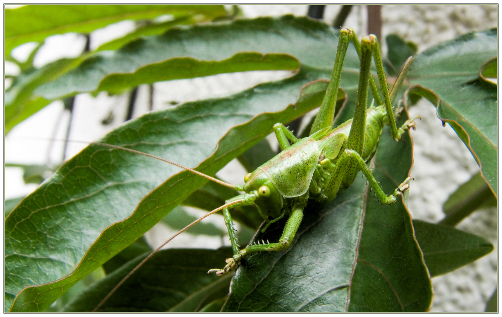 Besuch im Garten