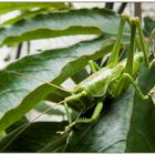 Besuch im Garten