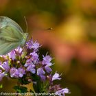 Besuch im Garten