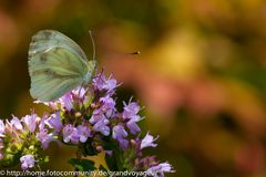 Besuch im Garten