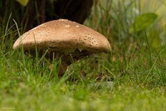 Besuch im Garten