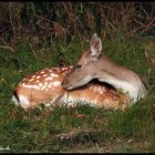 Besuch im Garten