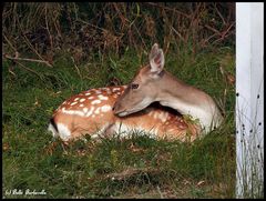 Besuch im Garten