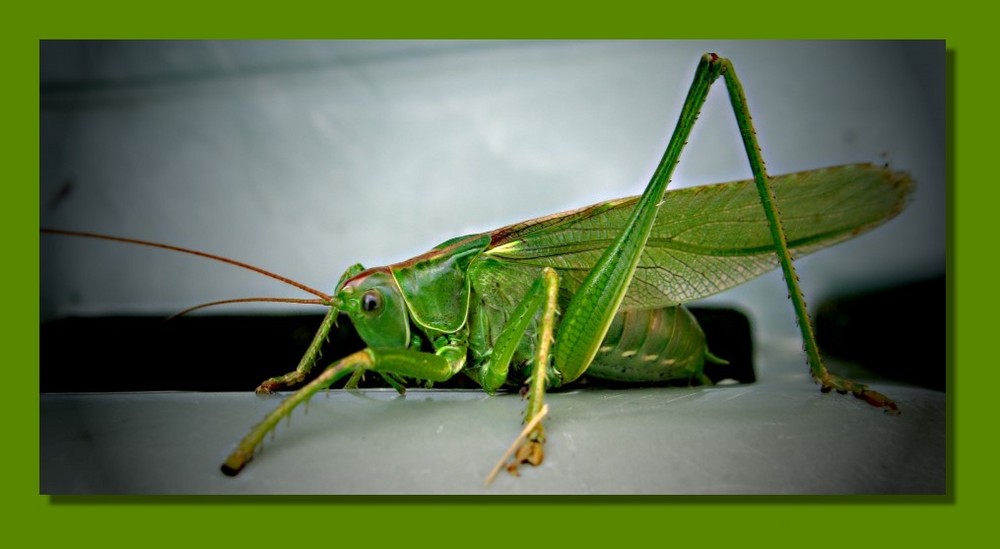 Besuch im Garten