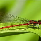 Besuch im Garten