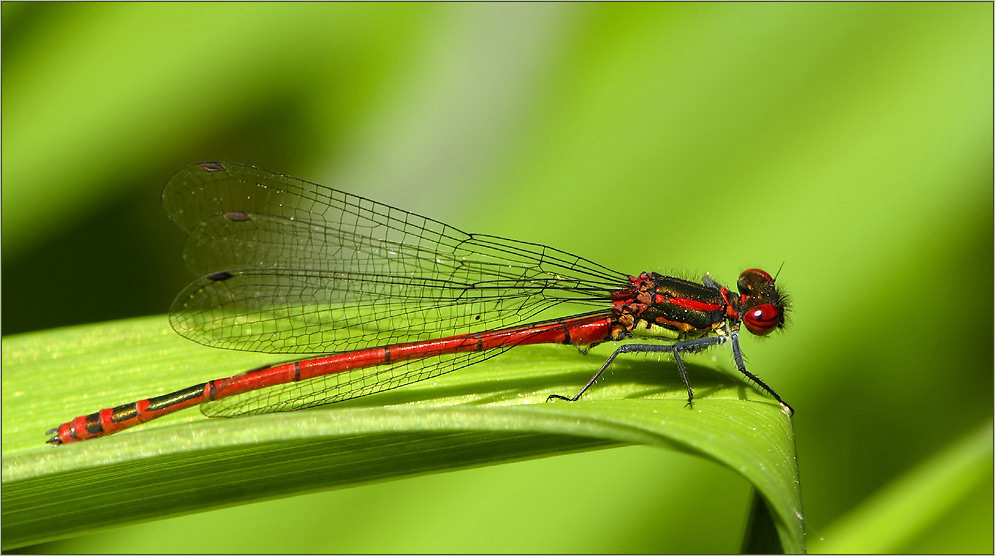 Besuch im Garten