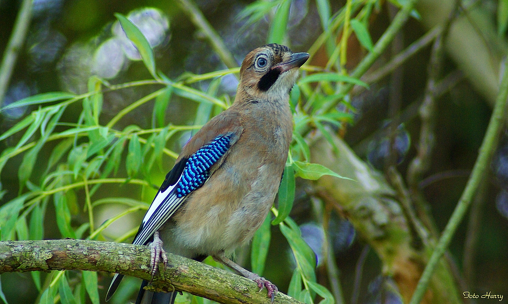 Besuch im Garten,- ein Eichelhäher ......