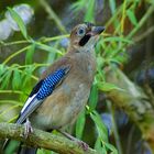 Besuch im Garten,- ein Eichelhäher ......