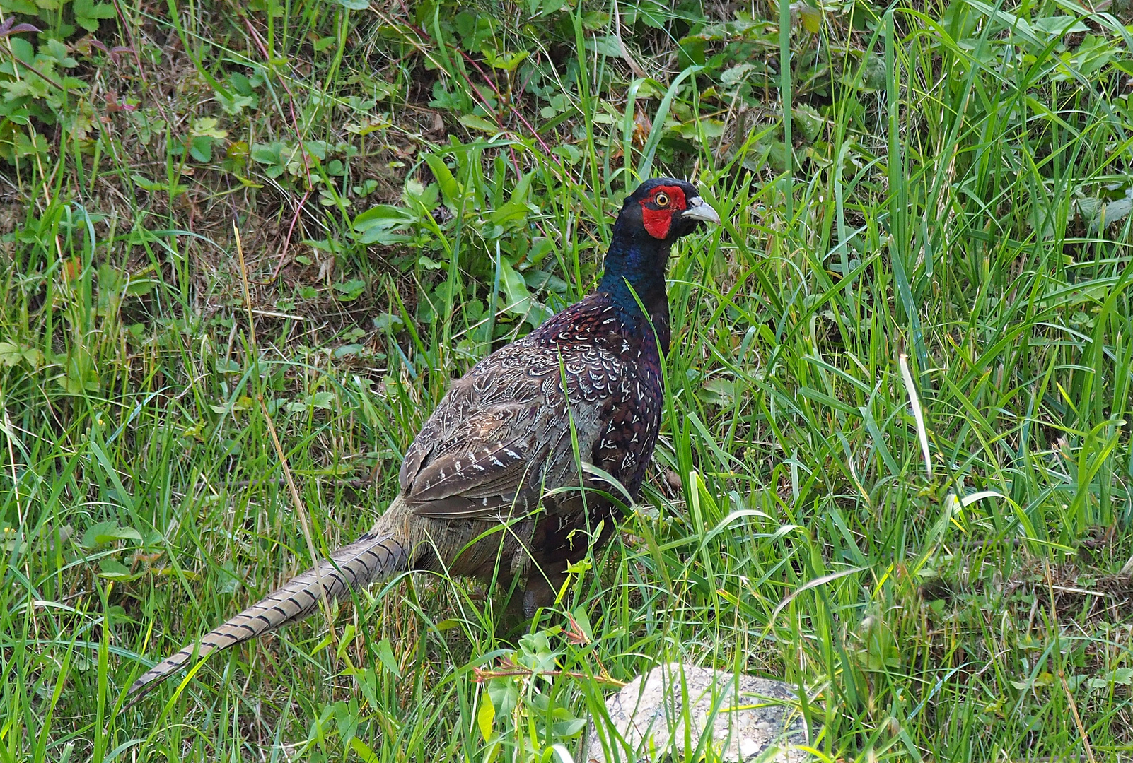 Besuch im Garten - ein Fasan