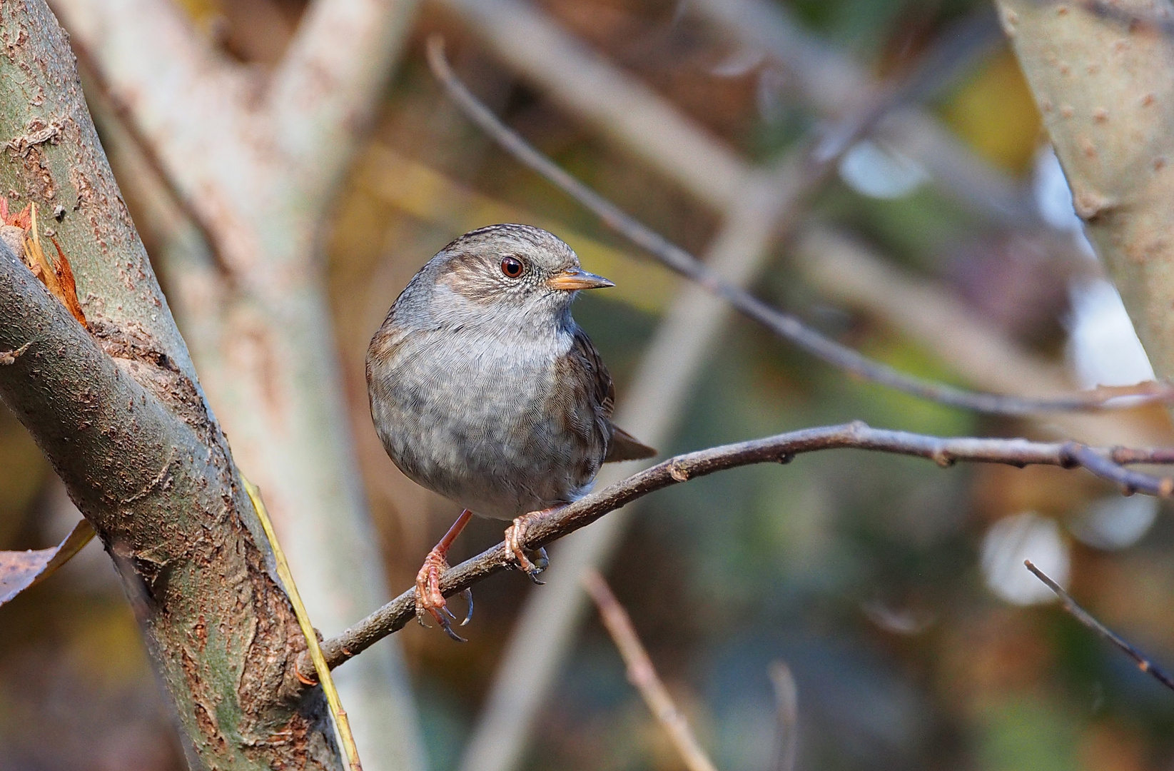 Besuch im Garten - eine Heckenbraunelle