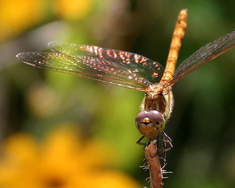 Besuch im Garten