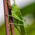 Besuch im Garten.....