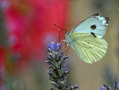 Besuch im Garten....