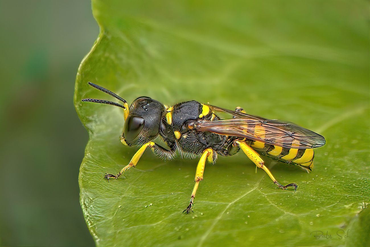 Besuch im Garten...