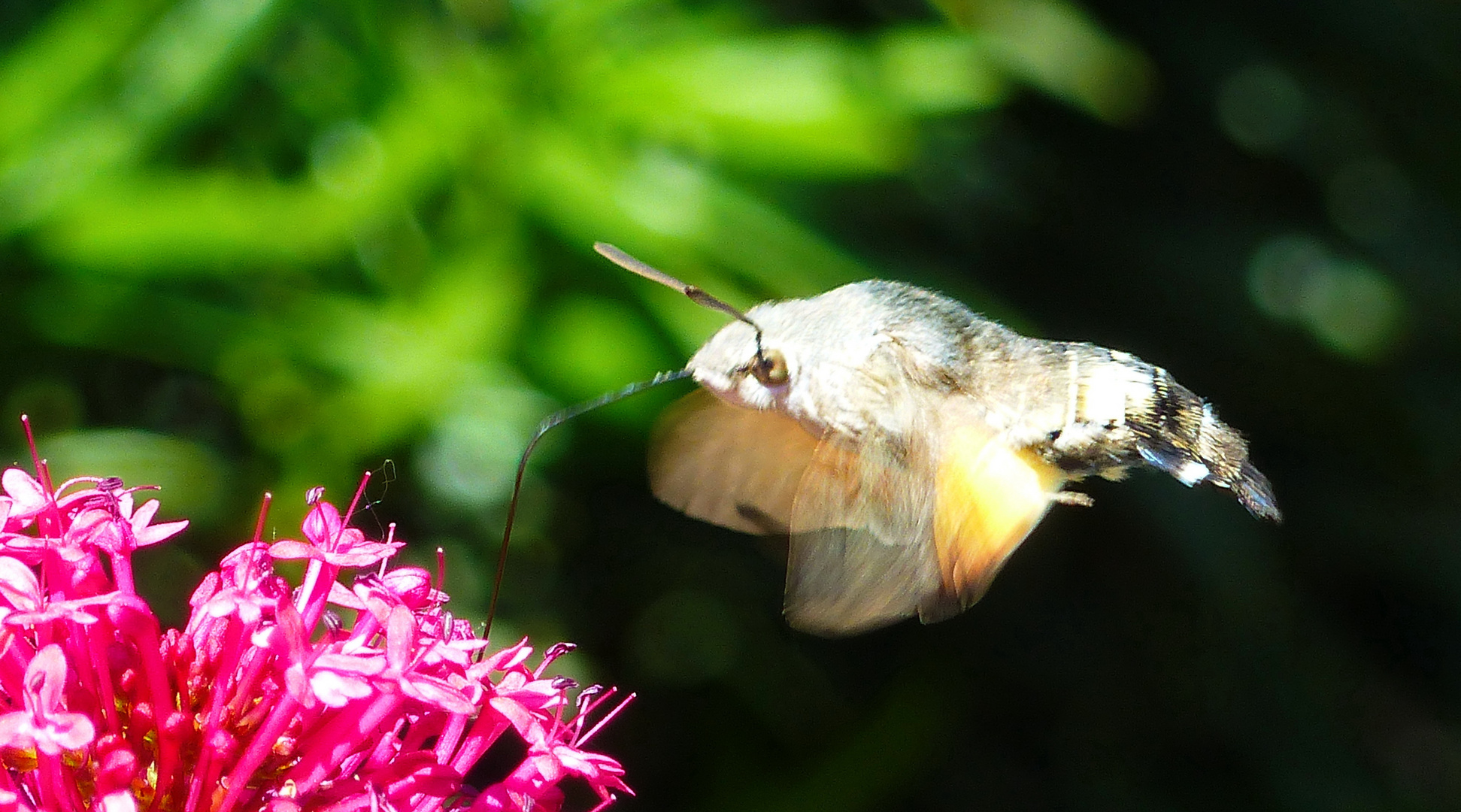 Besuch im Garten 