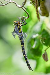 Besuch im Garten ...