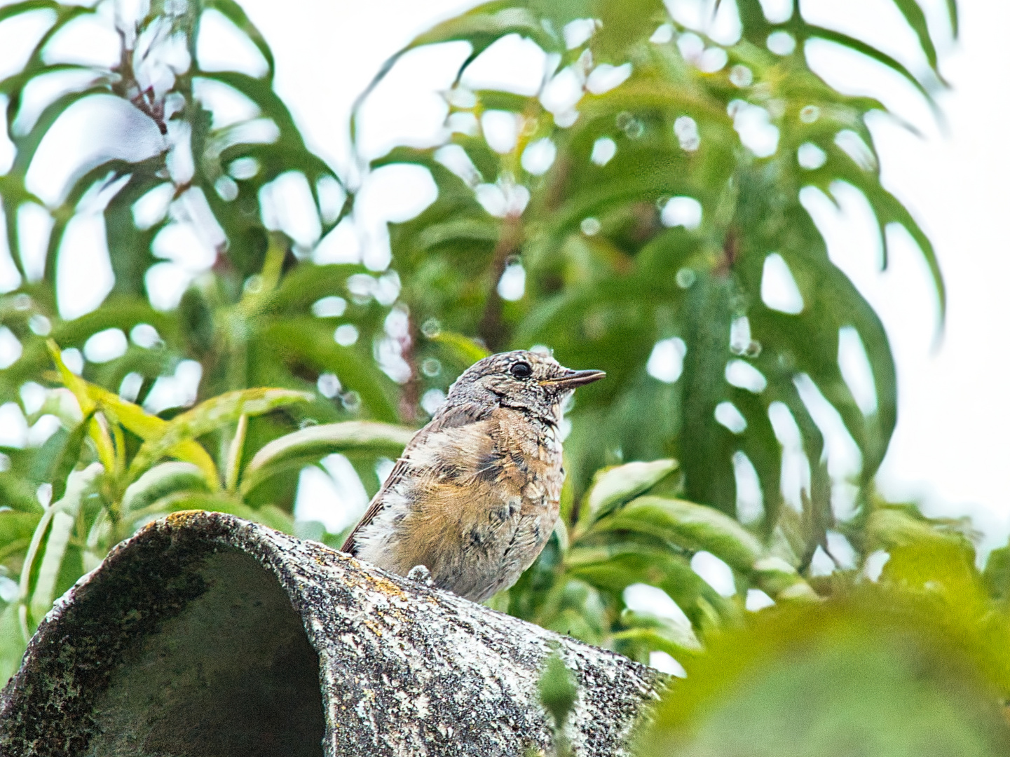 Besuch im Garten