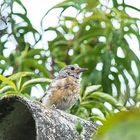 Besuch im Garten