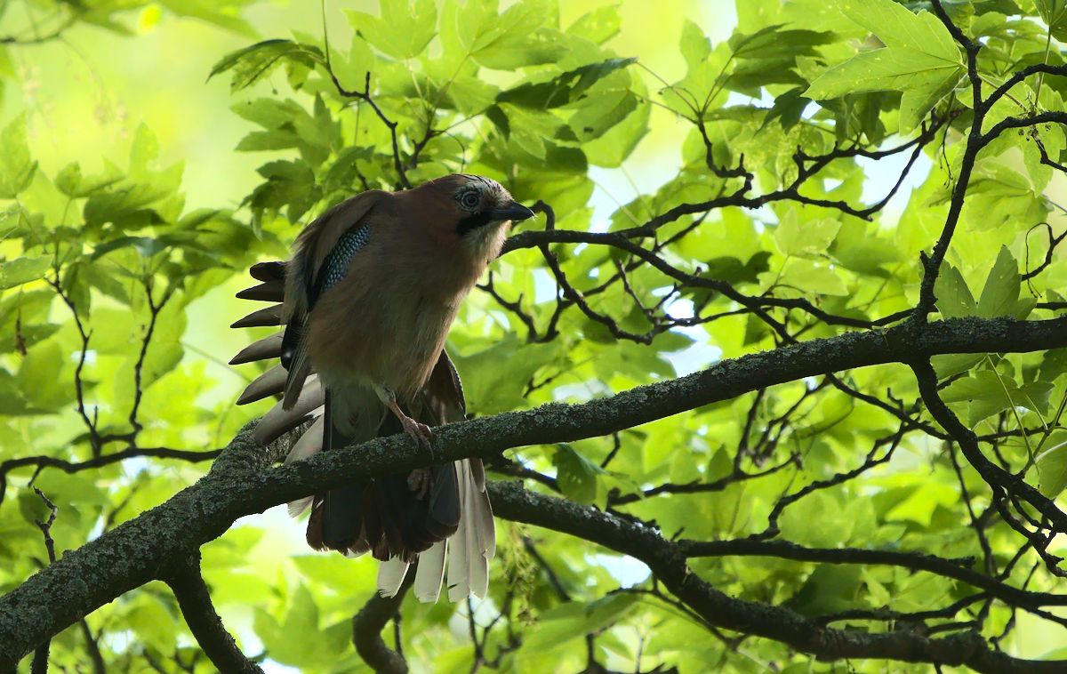 Besuch im Garten