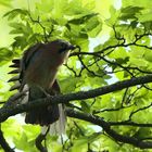 Besuch im Garten