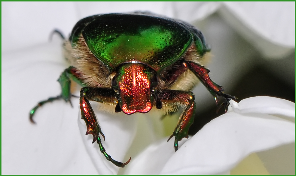 BESUCH IM GARTEN -GRÜNER KÄFER AUF FLOX