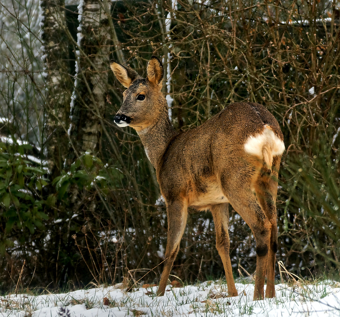 Besuch im Garten I