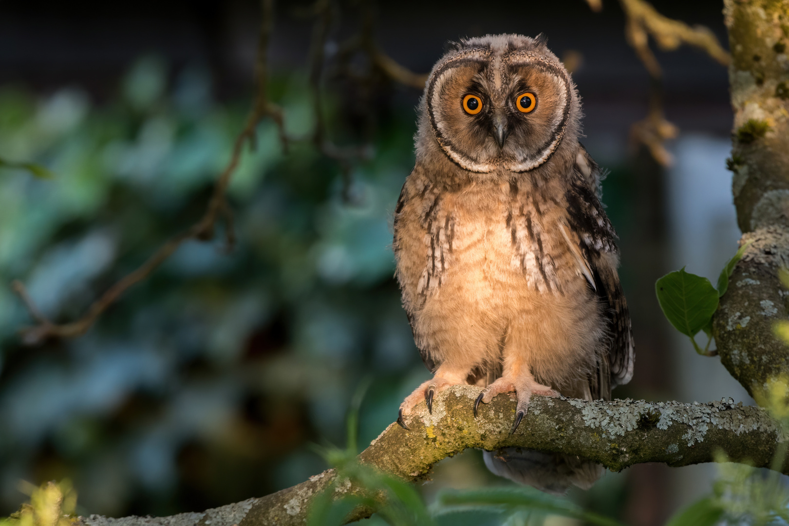 ...besuch im garten II