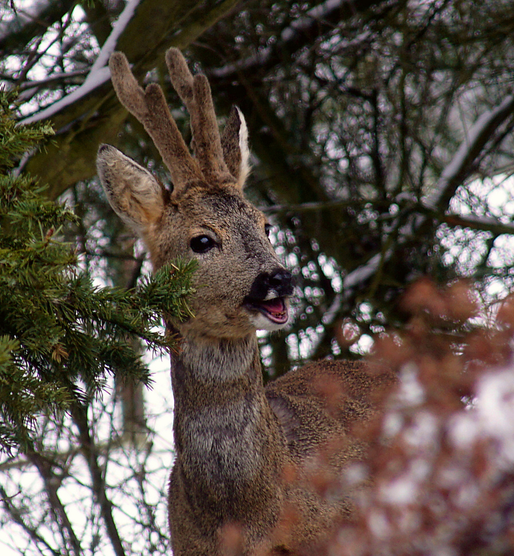 Besuch im Garten II