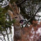 Besuch im Garten II