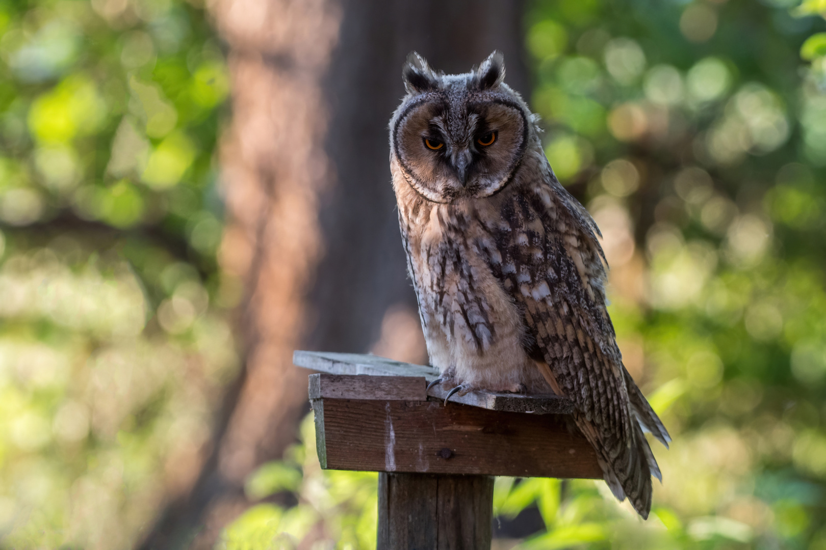 ...besuch im garten III