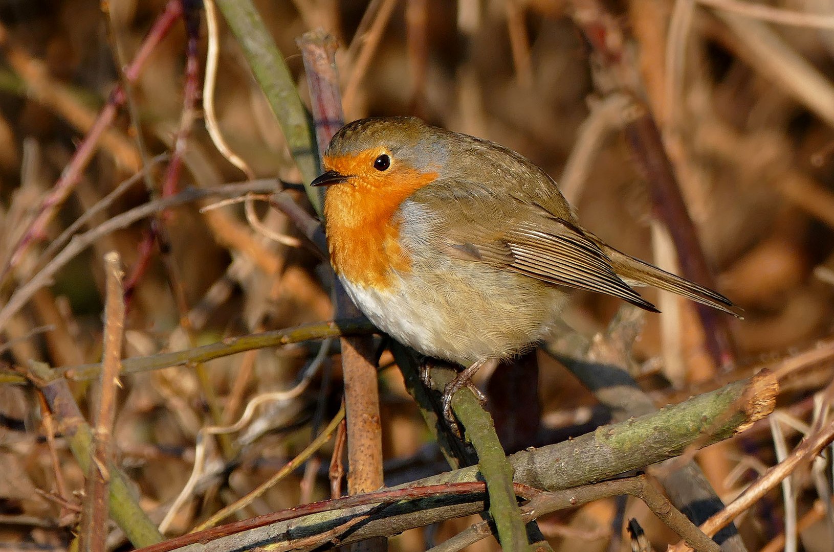 Besuch im Garten (Niederrhein 013) 