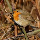 Besuch im Garten (Niederrhein 013) 