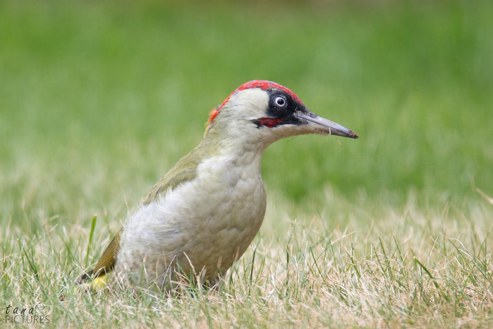 Besuch im Garten Nr. 2